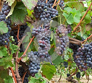 Bunches in a vineyard in Piedmont, Italy