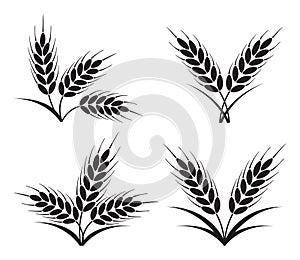 Bunches of wheat, barley or rye ears. vector