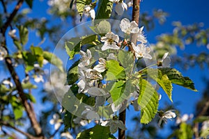 Bunches of white cherry blossoms.