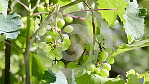Bunches of white grapes being moved by the wind
