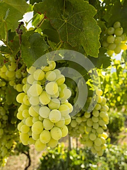 Bunches of white grapes ripen under the gentle summer sun on the Greek island of Evia