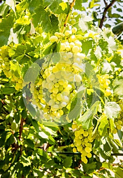 Bunches of white grapes ripen under the gentle summer sun on the Greek island of Evia