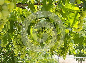 Bunches of white grapes ripen under the gentle summer  sun on the Greek island of Evia