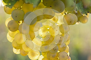 Bunches of white grapes with sunlight in the background