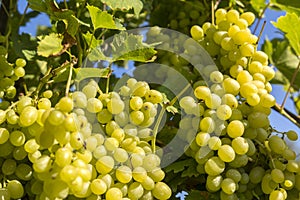 Bunches of white grapes on the vine