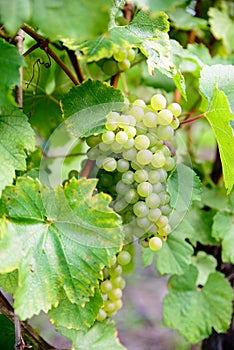 Bunches of white grapes