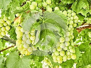 Bunches of white grapes in a vineyard.