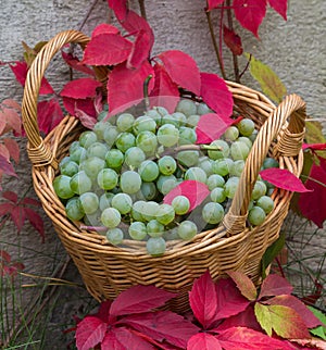 Bunches of white grapes in a wicker basket