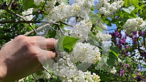 Bunches of white lilac hang from a tree branch.