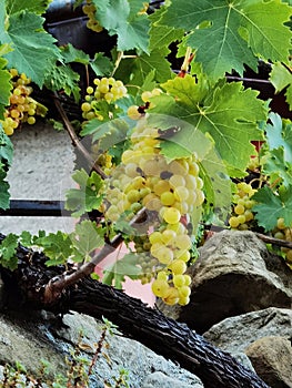 Bunches of white Muscat grapes, almost ready for the autumn harvest