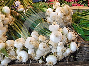 Bunches of White Onions at the Market