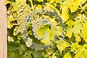 Bunches of white riesling grapes ripening on vine in vineyard
