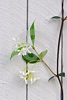 Bunches of White Wild Privet Flowers against a wooden fence