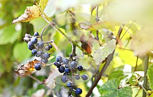 Bunches of wild red wine grapes hang from an old vine