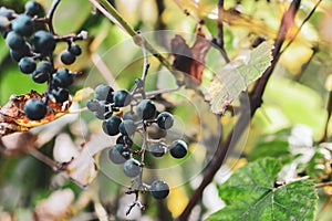 Bunches of wild red wine grapes hang from an old vine in warm afternoon light