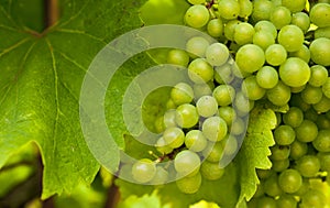 Bunches of wine grapes growing in italian field.