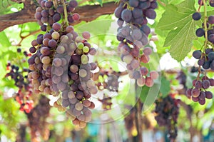 Bunches of wine grapes hanging on the vine with green leaves