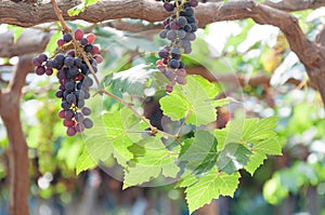 Bunches of wine grapes hanging on the vine with green leaves