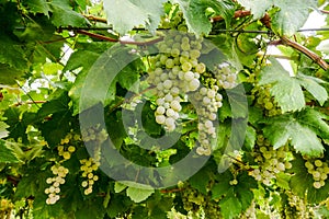 Bunches of wine grapes hanging on the wine in late afternoon sun, grape background