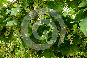 Bunches of wine grapes hanging on the wine in late afternoon sun, grape background