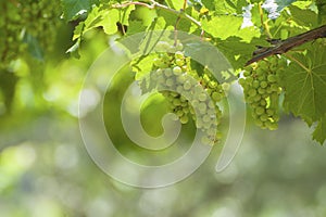 Bunches of wine grapes on the vine.