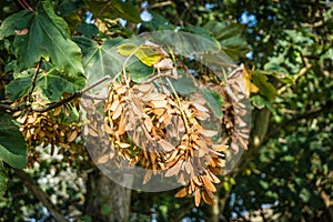 Bunches of winged seeds of the sycamore maple