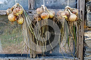 Bunches of yellow onions hanging and drying outside a rustic win