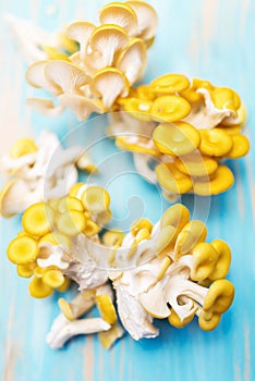 Bunches of yellow pleurotus