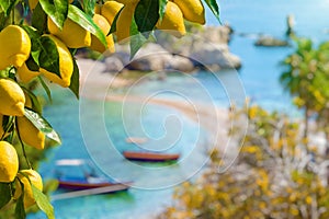 Bunches of yellow ripe lemons with green leaves. Narrow path connects island to Taormina beach in azure waters of Ionian Sea,