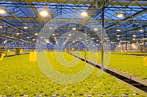 Bunching lettuce in the greenhouse