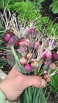 Bunching onions