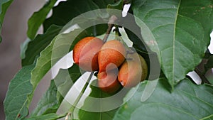 Bunchosia glandulifera (peanut butter fruit, caferana, falso guarana, Kacang amazone). photo