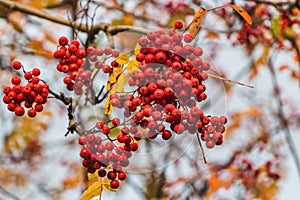 The bunchs of bright red ripe rowan berries with yellow leaves on the blur white background in a park in autumn