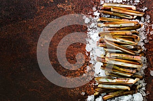 Bundle, bunch of fresh razor clams on ice, dark concrete background. Copy space, top view, banner.