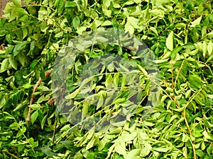 Bundle of curry leaves