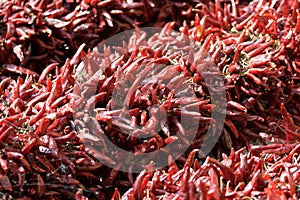 Bundle of dried red cayenne hot pepper on market