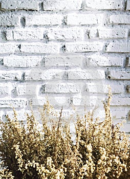 Bundle of dry lavender at white brick wall