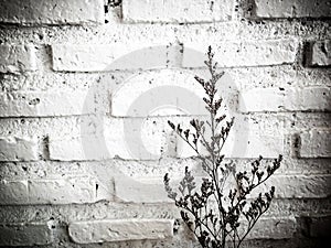Bundle of dry lavender at white brick wall