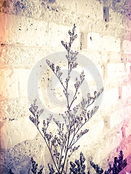 Bundle of dry lavender at white brick wall