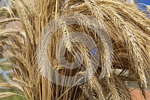 Bundle of ears of wheat close up