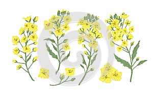 Bundle of elegant botanical drawings of blooming rapeseed, canola or mustard flowers. Set of crop or cultivated plant