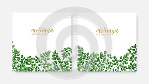 Bundle of elegant square backdrops or labels with green Miracle Tree or Moringa oleifera foliage. Set of natural