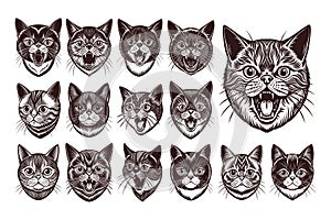 Bundle of exotic shorthair cat face portrait illustration design
