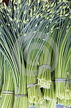 Bundle of flower of Asian chives, or hananira photo