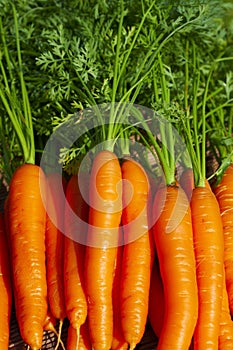 Bundle of fresh carrots