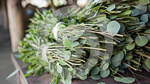 A bundle of fresh eucalyptus leaves and stems ready to be distilled and turned into a potent oil that can relieve photo