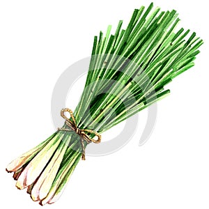 Bundle of fresh lemon grass isolated on white, watercolor illustration