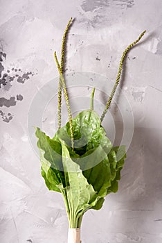 Bundle of fresh medicinal psyllium on the table