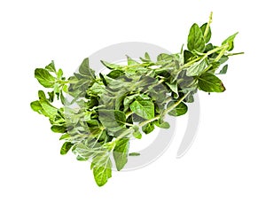 Bundle of fresh Oregano herb isolated on white