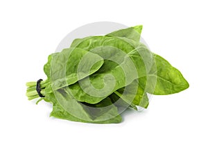 Bundle of fresh spinach isolated